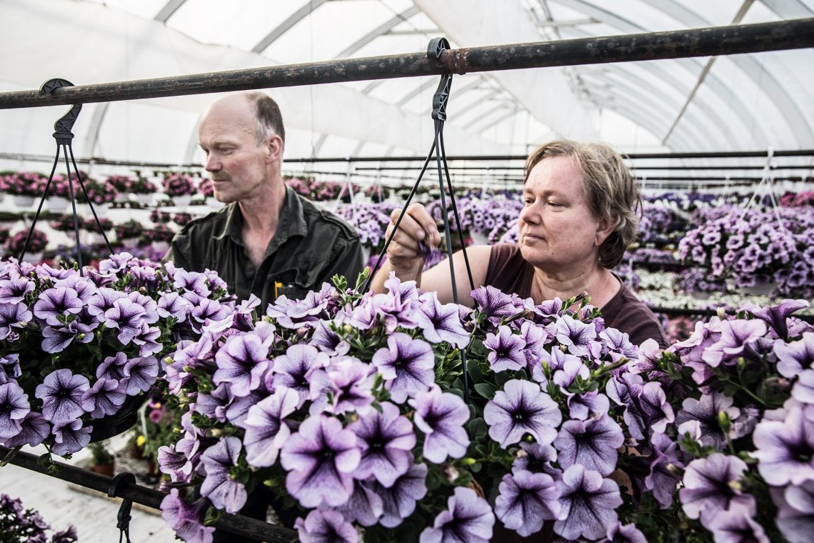 Arto ja Kirsi-Marja Mäkelän Murjan tila tunnetaan ennen muuta näyttävistä petunia-amppeleista.